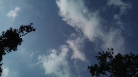 Silhouette of a pine tree against a blue sky decorated with white clouds Stock Footage 250959949