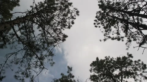 Silhouette of pine tree and branches on sky background. looking up to the trees. Stock Footage 171502846
