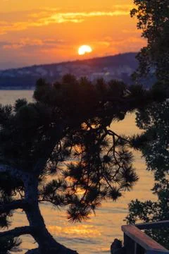 Silhouette of pine tree and setting sun in background on Adriatic coast Stock Photos