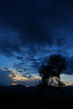 Silhouette of pine tree in beautiful sunset glow Stock Photos