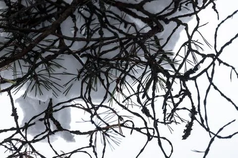 Silhouette of pine tree branches with snow Stock Photos