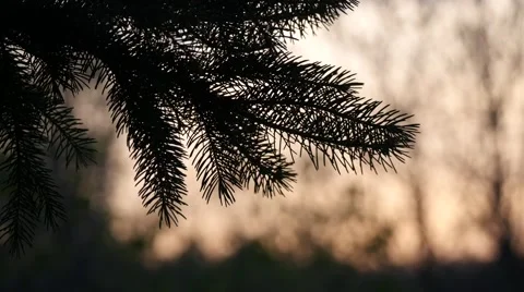 Silhouette of Pine Tree Stock Footage 49969099
