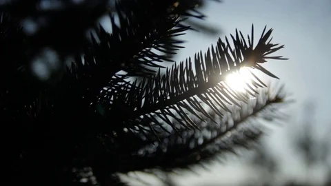 Silhouette of a pine tree Stock Footage 98678569