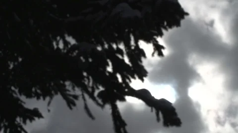 Silhouette Pine Tree Video stock 129050480