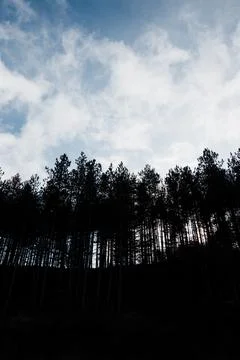 Silhouette of a pine tree forest in the mountains Stock Photos