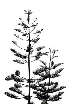 Silhouette pine tree Stock Photos