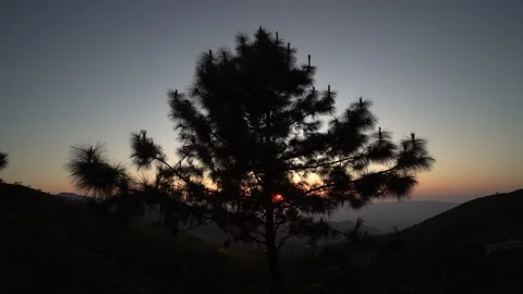 Silhouette pine tree at sunset time Stock Footage 120740669