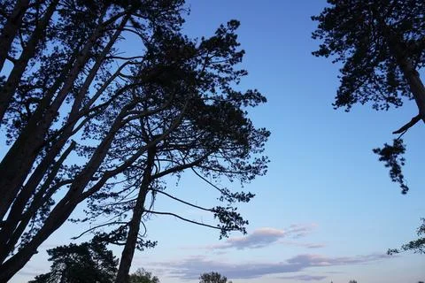 Silhouette of pine trees on the background of blue sky Foto stock