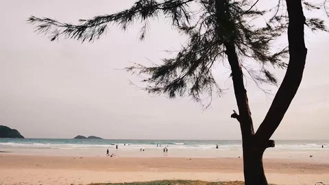 Silhouette of pine trees blown by the wind, beautiful beaches , sea breezes Stock Footage 117427057