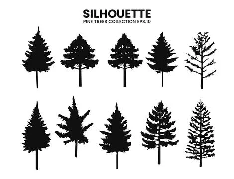 Silhouette Pine Trees Collection.Vector Illustration Stock Illustration