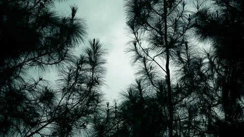 Silhouette of Pine Trees at dusk Stock Footage 253837455