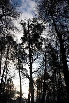 Silhouette of pine trees in the forest at sunset time. Stock Photos