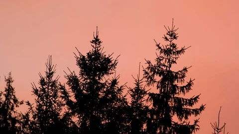 Silhouette of pine trees in the mountains Stock Footage 121924802