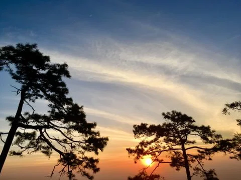 Silhouette of pine trees with sunset light and blue sky Stock Photos