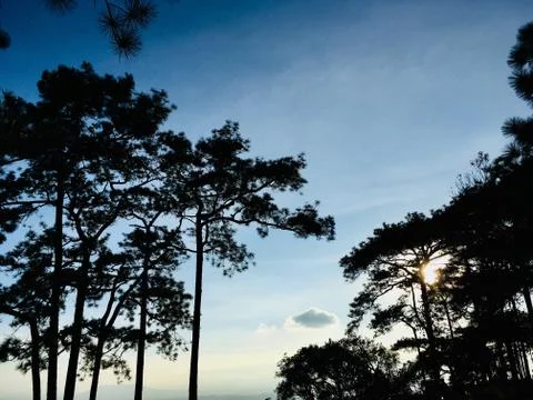 Silhouette of pine trees with sunset light and blue sky Stock Photos