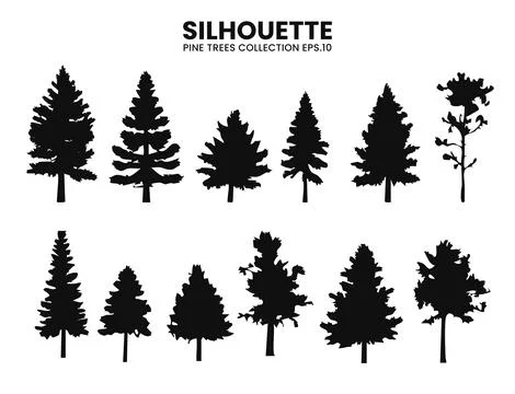 Silhouette Pines  Vector Trees Collection Stock Illustration