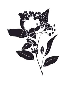 Silhouette of plant, vector Illustrazione stock