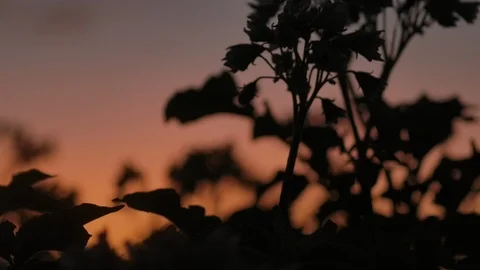 Silhouette of plants 스톡 동영상 125076459