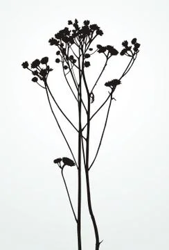 Silhouette Plants Stock Photos