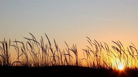 Silhouette of plants at sunset Stock Footage 50910165