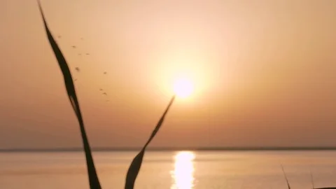 Silhouette of plants at sunset Stock Footage 77729125