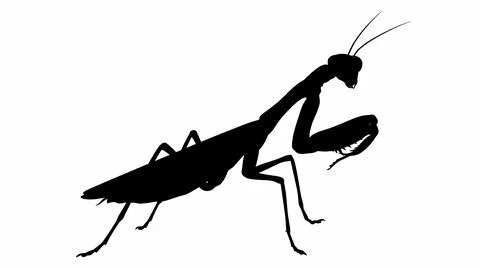 Silhouette of a praying mantis against a white background Stock Illustration