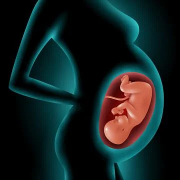 Silhouette Of Pregnant Woman With Fetus In Womb Stock Illustration