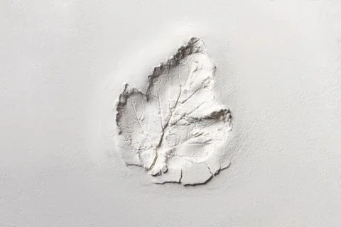 Silhouette print of tree leaf spread on the flat surface or table. Top view o Foto stock