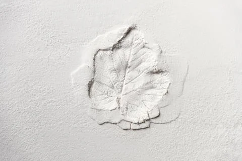 Silhouette print of tree leaf spread on the flat surface or table. Top view o 写真素材