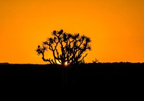 Silhouette of a quiver tree at sunset Foto stock