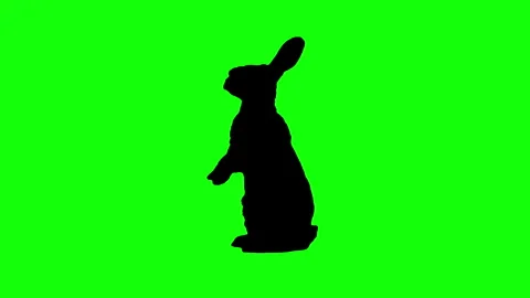 Silhouette rabbit sitting and standing up on green background. 스톡 동영상 335983315