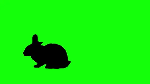 Silhouette rabbit walking and sitting on green background. 스톡 동영상 335983309