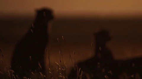 Silhouette rack focus of two cheetahs resting at the sunset in Africa. Stock Footage 256918322