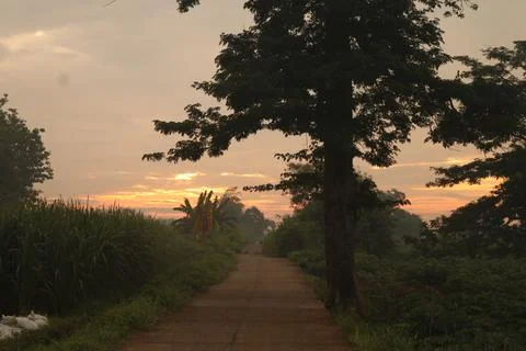 Silhouette of the Randu Tree Stock Photos