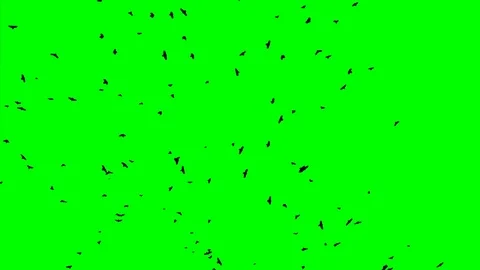 Silhouette of ravens flock fly on top, over the head Stock Footage 72560088
