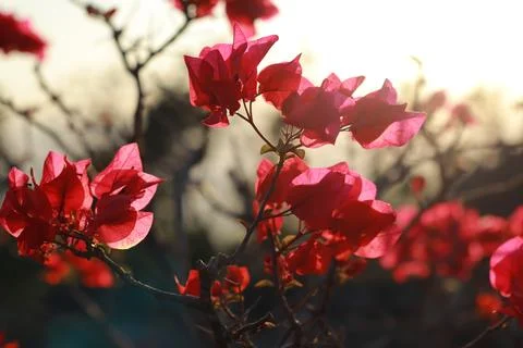 Silhouette of Red Flowers at Sunset Stock Photos