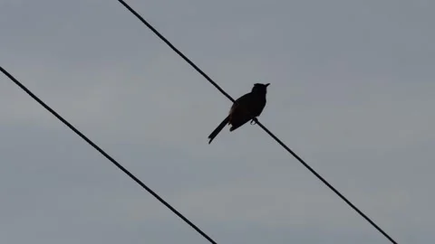 Silhouette of red vented bulbul Stock Footage 320001118