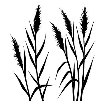 Silhouette of the reed Stock Illustration