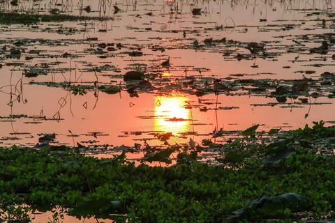 Silhouette reflecting surface of the sunset in the evening. Stock Photos