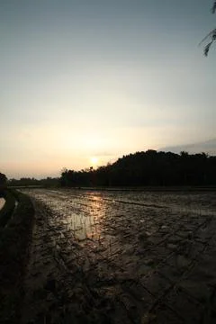 Silhouette of rice fields Stock Photos