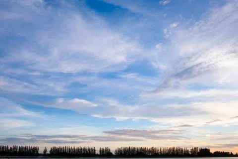 Silhouette roll of pine tree with  blue cloud sky , Landscape concept. Stock Photos