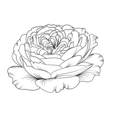 Silhouette of rose Stock Illustration