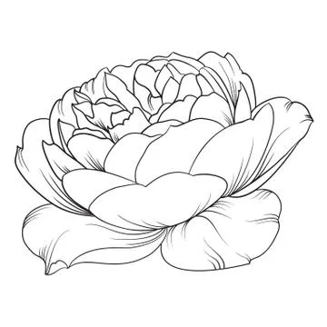 Silhouette of rose Stock Illustration