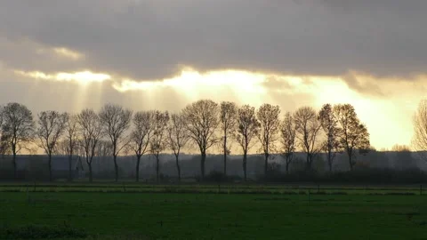 Silhouette row of trees with a sunset background. Video stock 146775428