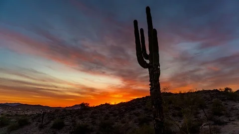 Silhouette of rugged cactus during sunset in desert Stock Footage 113493554