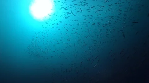 Silhouette school of sardines Stock Footage 105065271