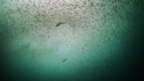 Silhouette of school of small fish Stock Footage 130241753