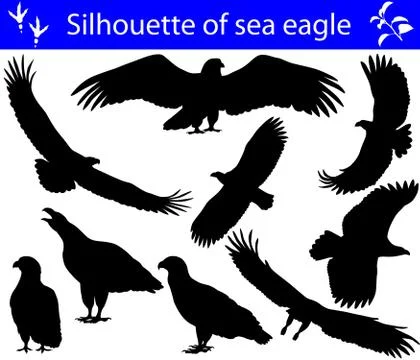 Silhouette of sea eagle Illustrazione stock