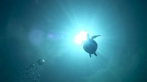 Silhouette sea turtle Stock Footage 146302163