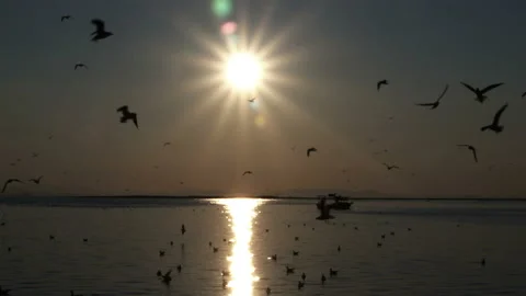 Silhouette of Seagull Flock Flying between Sun and Cloudless Sky at Sea Stock Footage 165944098